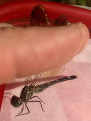 Macrothemis inequiunguis