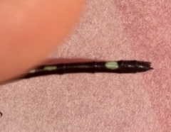 Macrothemis inequiunguis