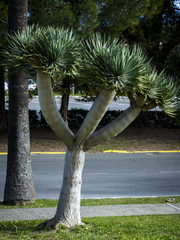Dracaena draco