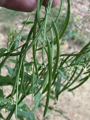 Borodinia canadensis