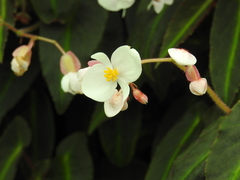 Begonia listada