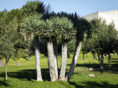 Dracaena draco