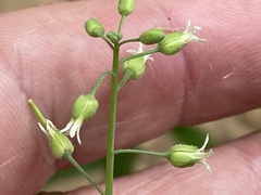 Borodinia canadensis