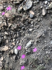 Saltugilia splendens