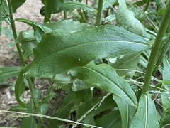 Borodinia canadensis
