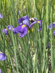 Iris tridentata