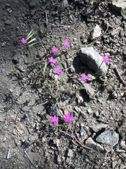 Saltugilia splendens