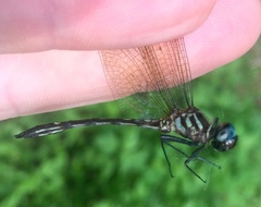 Macrothemis inequiunguis