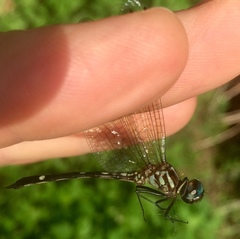 Macrothemis inequiunguis