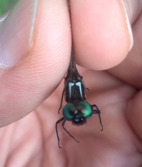 Macrothemis inequiunguis