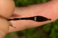 Macrothemis inequiunguis