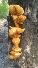 Gymnopilus pampeanus