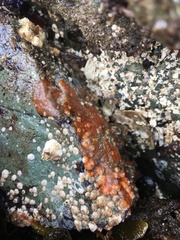 Schizoporella unicornis