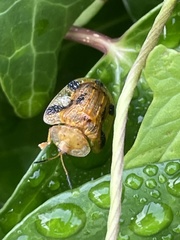 Laccoptera nepalensis