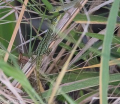 Anolis roquet salinei
