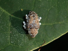 Peridinetus irroratus