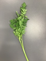 Conium maculatum