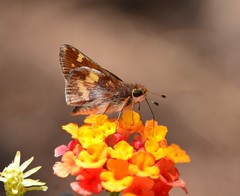 Lon melane vitellina