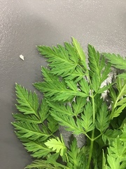 Conium maculatum