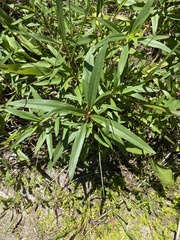 Asclepias curassavica