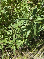 Asclepias curassavica