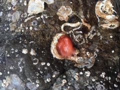 Cnemidocarpa finmarkiensis