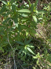 Asclepias curassavica