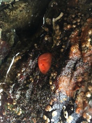 Cnemidocarpa finmarkiensis