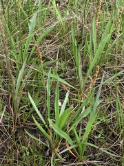 Plantago macrocarpa