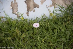 Ipomoea sagittifolia