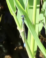 Ischnura damula