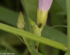 Ipomoea sagittifolia