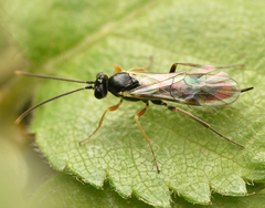 Stilbops vetulus