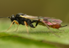 Stilbops vetulus