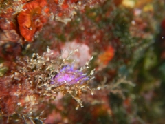 Image of Flabellina affinis