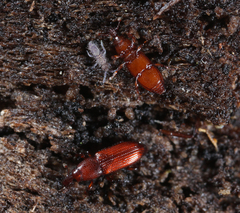 Micromimus corticalis