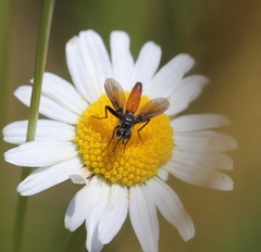 Beskia aelops