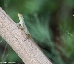 Anolis roquet salinei