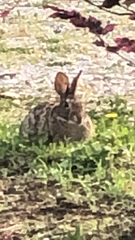 Sylvilagus floridanus