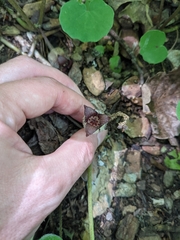 Asarum canadense