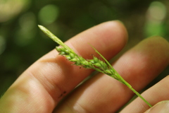 Carex hirtifolia