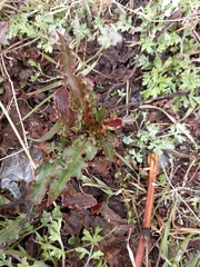 Rumex aquaticus