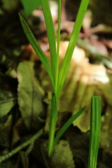 Carex hirtifolia