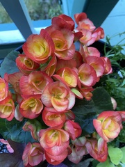Begonia × hiemalis