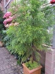 Dacrydium lycopodioides