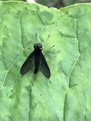 Chrysopilus connexus