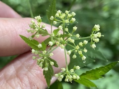 Thaspium chapmanii