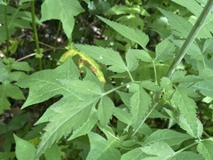 Thaspium chapmanii