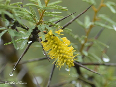 Prosopis torquata