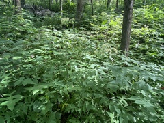 Thaspium chapmanii